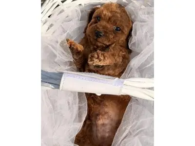 Cachorro de caniche toy marrón criado en interiores.