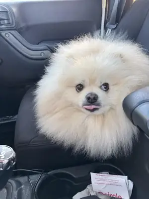 Pomeranian blanco muy apegado a las personas