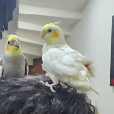 Calopsita tranquila acostumbrada a la vida en casa