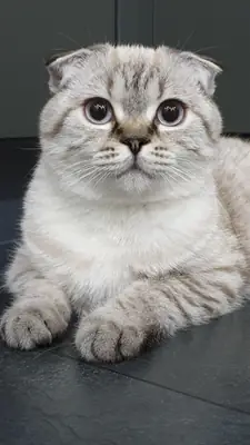 Scottish Fold muy tranquilo que disfruta la vida en apartamento