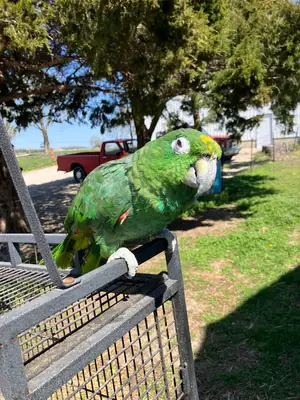 Loro amazona curioso acostumbrado a escuchar voces humanas