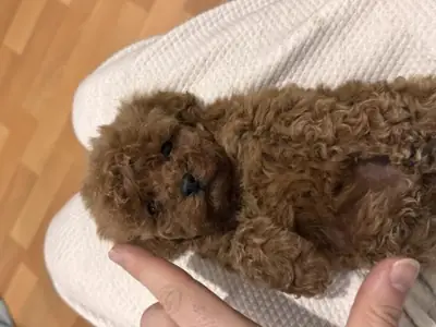 Cachorro poodle toy marrón criado en ambiente familiar