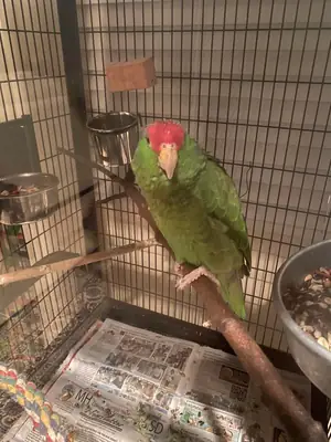 Любопытный амазонский попугай, привыкший к человеческой речи