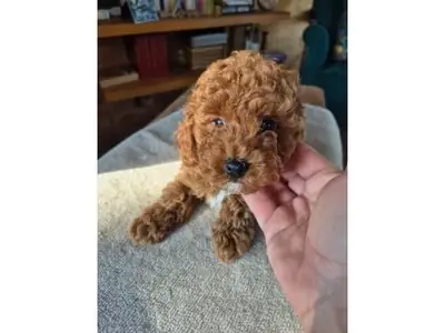 Коричневый той пудель, выращенный в семейной обстановке