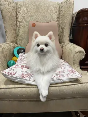 Белый померанский шпиц, который любит быть рядом с людьми