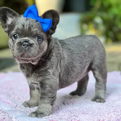 ¡Tierno Cachorro Bulldog Francés Fluffy con Lazo Azul! 🎀💙