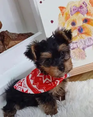 Chiots Yorkshire Terrier sains et joueurs