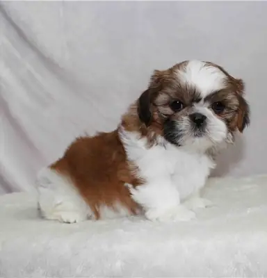 Wir haben wunderschöne männliche und weibliche Shih Tzu-Welpen