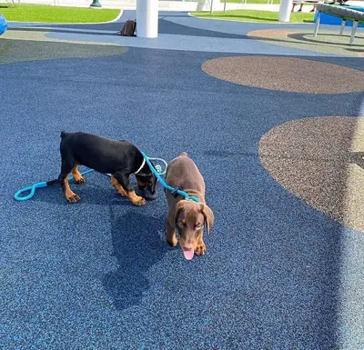 Dobermann-Welpen