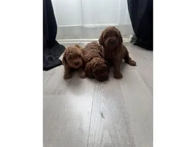 Коричневый той пудель выросший в домашней атмосфере