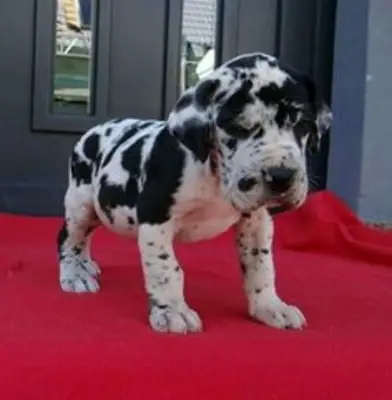 免费大丹犬幼犬可供领养