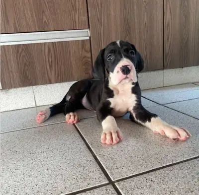 Ücretsiz Büyük Danua Yavruları mevcut