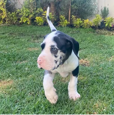 赠送大丹犬幼犬可用