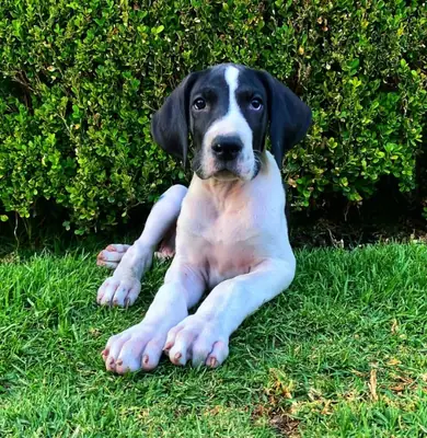 免费大丹犬幼犬可用 h
