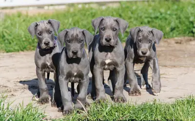 Regalo Cachorros de Gran danés disponibless