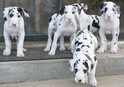 免费大丹犬幼犬可供领养