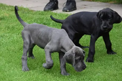 免费大丹犬幼犬可供领养 m