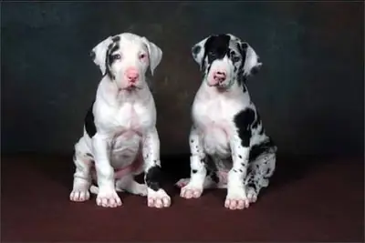 免费大丹犬幼犬可供领养