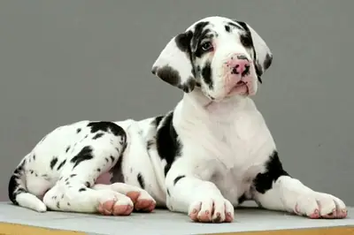 免费大丹犬幼犬可供领养。