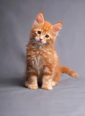 ...Gatitos Maine Coon Para adopcion whatsapp a (+34)611386992