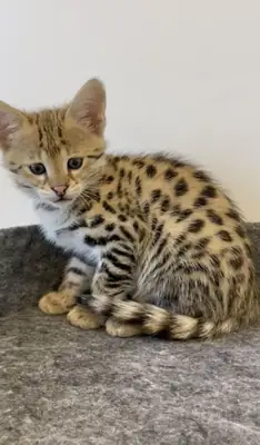Regalo Gatitos Savannah Para adopcion whatsapp a (+34)611386992