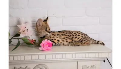 Regalo Gatitos Savannah Para adopcion whatsapp a (+34)611386992 .