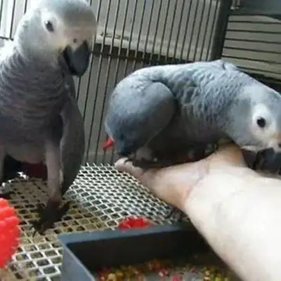 ...Loros grises africanos disponibles WhatsApp (+34)611386992