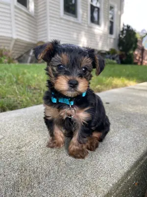 约克夏犬