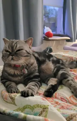 Ev ortamına alışık scottish fold sahiplendirme
