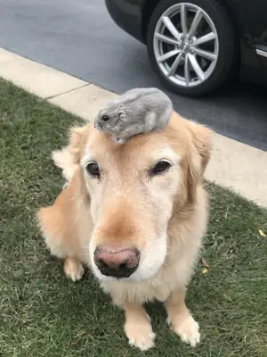 İnsanlarla büyümüş golden çocuğumuzu sahiplendirmek istiyoruz