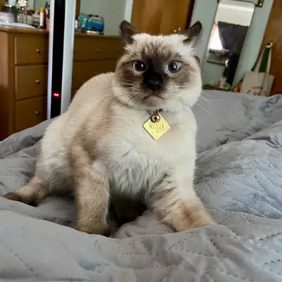 Evde büyümüş siamese kedi için yeni yuva