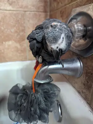 Ev ortamında büyümüş jako papağanı