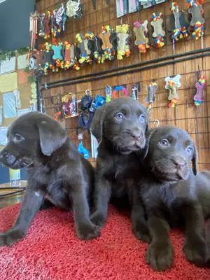Burkemden a kan Labrador yavruları 