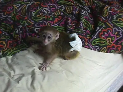 Adorable Capuchin and Marmoset Monkeys.
