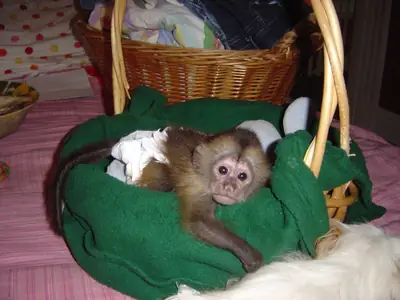 Capuchin and Marmoset Monkeys 