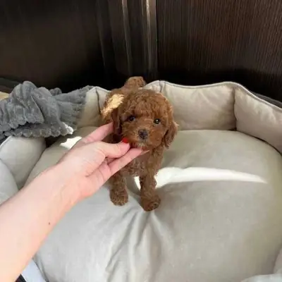 Male and female Poodle Puppies..Please Whatsapp us at.... +34 642 12 80 93