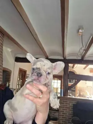 Your Perfect Frenchie Companion Puppies for Adoption..Please Whatsapp us at.... +34 642 12 80 93