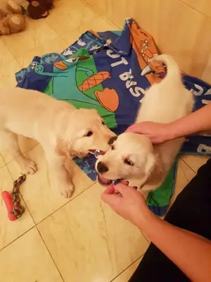 Preciosos cachorros de Golden Retriever disponibles