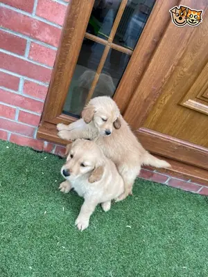 Amables cachorros de Golden Retriever para familias cariñosas