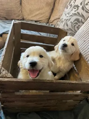 可爱的金毛寻回犬幼犬寻找永远的家