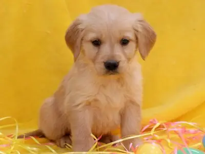 Preciosos cachorros de Golden Retriever buscan un hogar lleno de amor
