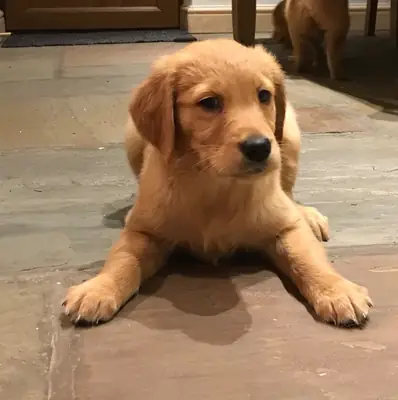 Adorables Cachorros Golden Retriever y Compañeros de Familia