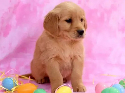 Cachorros Golden Retriever Amigables Listos para Nuevas Familias