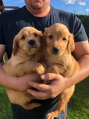 Cachorros Golden Retriever adorables: compañeros maravillosos