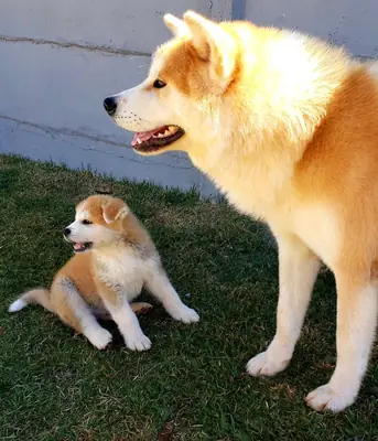 JAPON AKİTA YAVRULARI