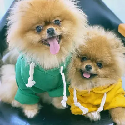 AYI SURAT POMERANİAN BOO YAVRULARI