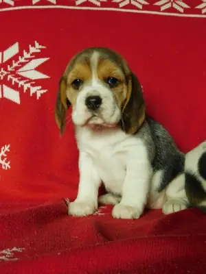 BEAGLE YAVRULARI
