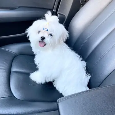 IRK GANANTİLİ MALTESE YAVRULARI