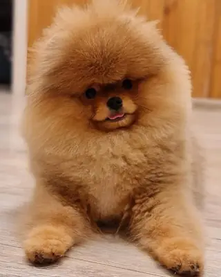 AYI SURAT POMERANİAN BOO YAVRULARI