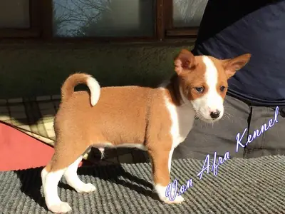 IRK GARANTİLİ BASENJİ YAVRULARI